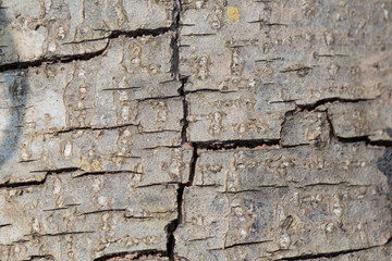  background tree nature