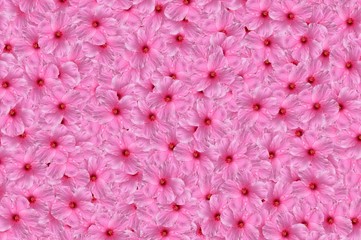 pink Hibiscus syriacus flower pattern background