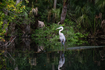 The great blue heron sitting in water. Taken in Chassahowitzka River, located West of Orlando, Florida, United States.