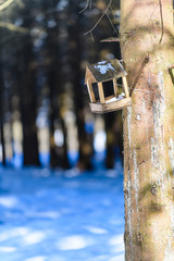 Winter forest in the countryside. South Butovo. Moscow. Russia