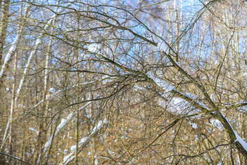 Fototapeta na wymiar Winter forest in the countryside. South Butovo. Moscow. Russia