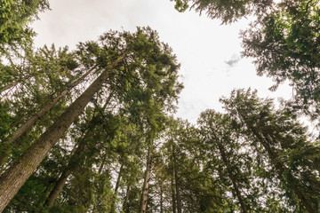Bottom view of tall old trees in evergreen forest British Columbia nature Park background.