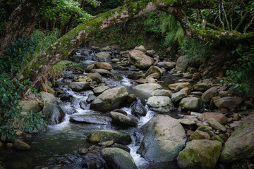 Naklejka na ściany i meble Rocky stream in the jungle of Maui