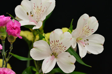 lily flower closeup