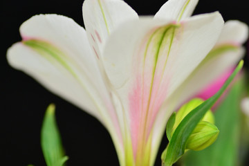 lily flower closeup