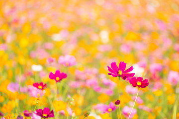 Orange, White and Purple cosmos flowers in the garden with sunset background in pastel retro vintage style.