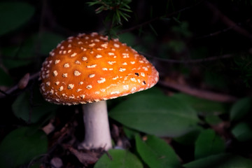 A wild mushroom growing beautiful in a wet forest.