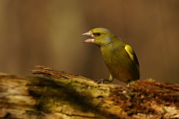 Greenfinch, Chloris chloris