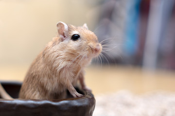Cute adorable gerbil hamster mouse standing up - obrazy, fototapety, plakaty