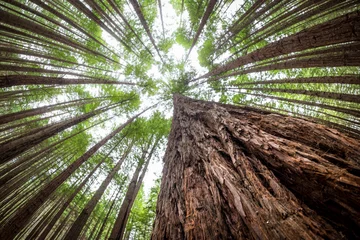 Fotobehang Chocoladebruin The redwoods forest, rotorua, north island, New Zealand. Tall trees. Forest image. Natural landscape image of jungle. Autumn season natural image. New Zealand wilderness image.  © Skyimages