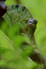 ジャクソンカメレオン