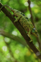 ジャクソンカメレオン