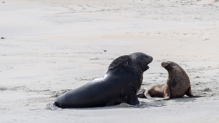 A huge black seal performing mating ritual to the smaller female seal. This was taken in New Zealand where seals and sealions can be found along the beach. They love to dry themselves on the sand.