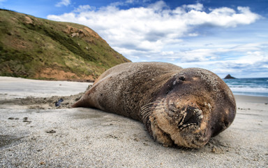 A smiling happy seal sleeping on the sandy beach. Enjoy a close encounter with them in their natural habitat on the coast of the South Island, New Zealand. This is a popular attraction among tourist.