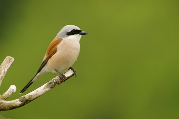 Red-backed Shrike, Lanius collurio