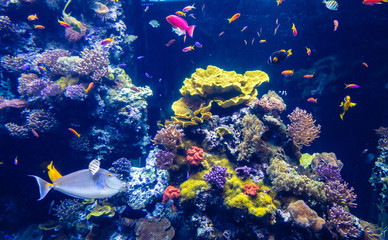 Fototapeta na wymiar Clear underwater with tropical colour fish and coral reef