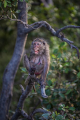 Lifestyle of monkeys in Chonburi,thailand.