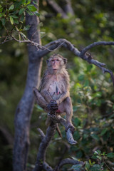 Lifestyle of monkeys in Chonburi,thailand.