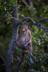 Lifestyle of monkeys in Chonburi,thailand.