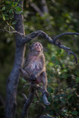 Lifestyle of monkeys in Chonburi,thailand.