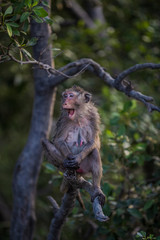 Obraz premium Lifestyle of monkeys in Chonburi,thailand.