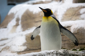 A king penguin flapping its wings. © Skyimages