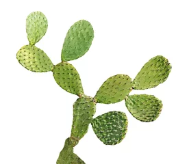 Photo sur Plexiglas Cactus cactus isolé sur fond blanc