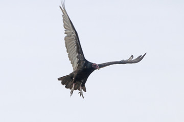 buzzard in flight