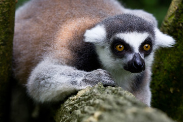 Obraz premium A very focused ape staring at something