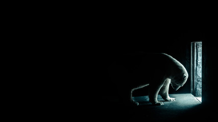 Sad depressed polar bear leaves his enclosure to perform in front of audience