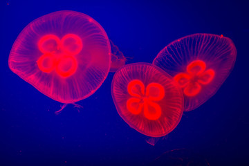 Obraz premium Beautiful red jellyfish. Aquarium with red jellyfish. Underwater life in ocean jellyfish with blue background.