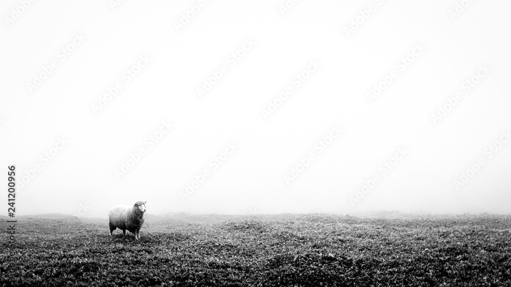 Wall mural black and white minimalist image of a lonely lost sheep in fog. suitable to add text.