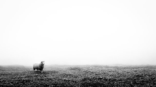 Black and white minimalist image of a lonely lost sheep in fog. Suitable to add text.