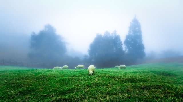 Sheep grazing on a grassland. This weather is cold, wet and moist. The fog and mist create a low visibility environment. The image has a dreamy and enchanted feel. This was taken in New Zealand.