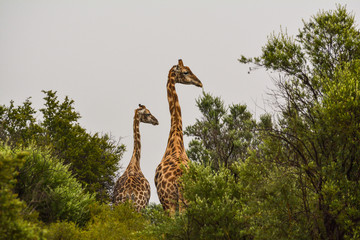 Giraffes In Trees