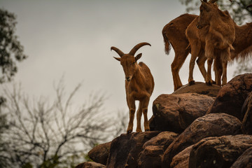 Barbary Sheep On Rocks