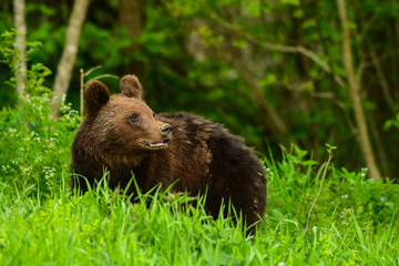 Obraz na płótnie Canvas Brown bear / Ursus arctos. Bieszczady Mountains. Poland