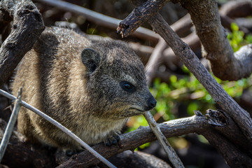 Hyrax Looking Right