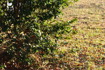 Obraz premium ツバキの木