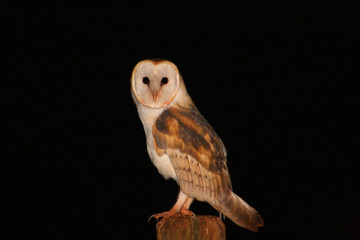 barn owl