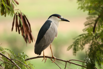 Night Heron looking