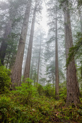 Morning mist in the Redwoods