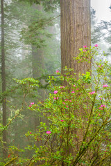 Rhododenderons and Redwoods in the fog in spring