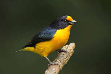 colorful bird on a branch