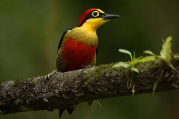 colorful woodpecker on a branch