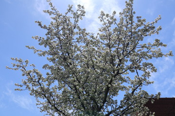 NY　ニューヨーク　桜