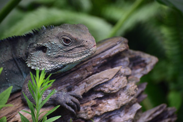 ジップスランドウォータードラゴン