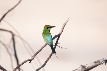 Rainbow Bee-Eater