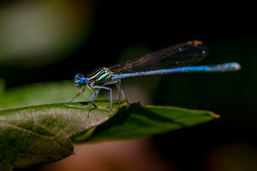 Libellen Dragonflys Damselfys