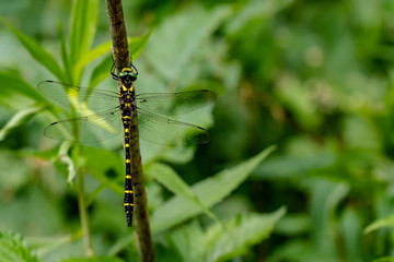 Libellen Dragonflys Damselfys